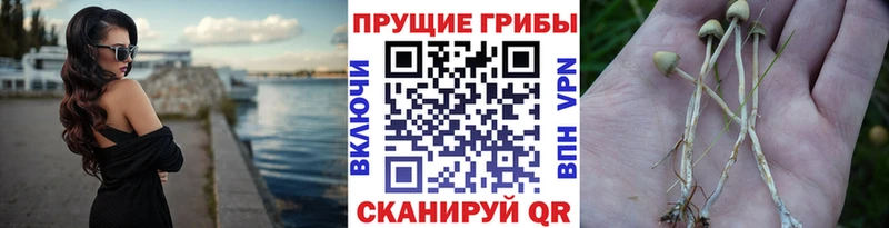 Галлюциногенные грибы Magic Shrooms  купить наркотик  Новоаннинский 